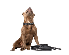Walkies Starter Pack