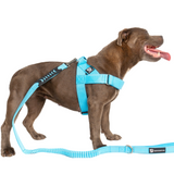 Staffy Harness