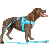 Staffy Harness