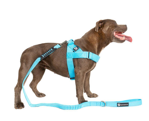 Durable Dog Harness