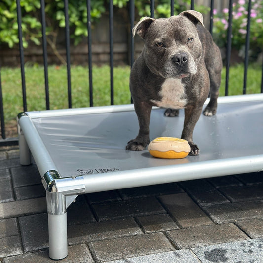 Chew-Proof Outdoor Bed