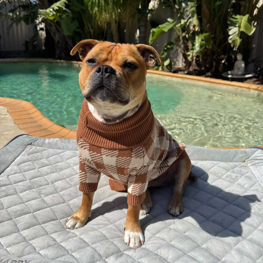 Cotton Dog Jumper