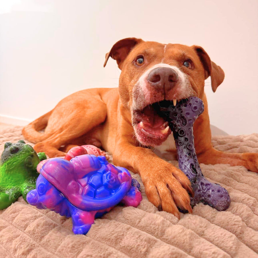 Staffy dog playing with PowerFlex Jungle Trek toy outdoors