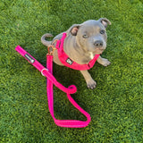 Ultimate Black Friday Baller Pup Bundle