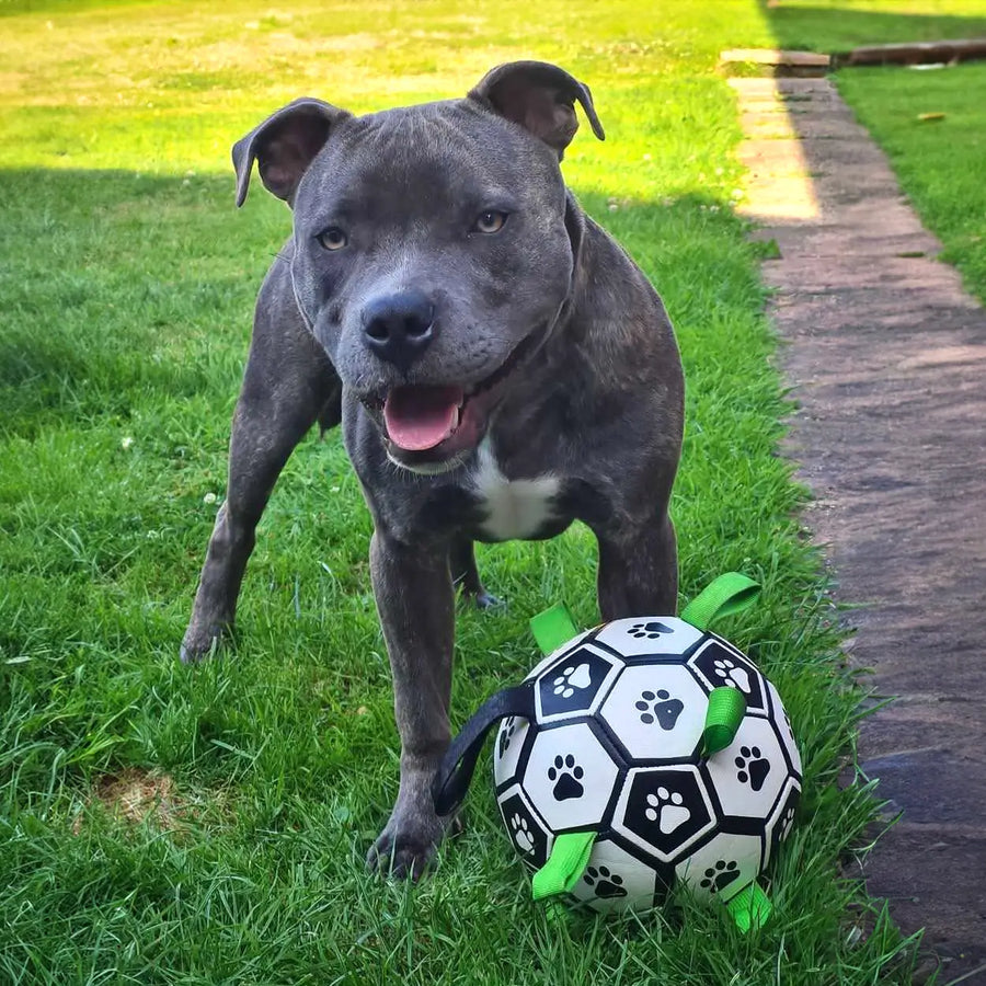 Dog playing on grass with the Ronaldog Soccer Ball dog toy.