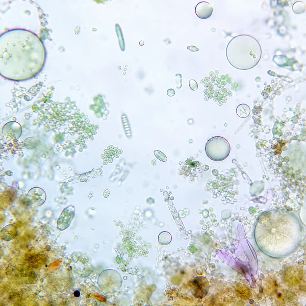 Bacillus Subtilis