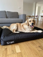 Golden dog laying on an orthopedic dog bed with a Durable Bed Cover in a living room setting.