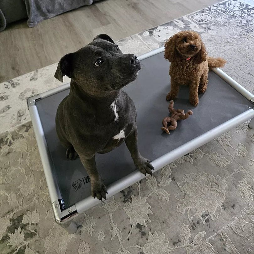 Two dogs sitting on a chew-proof outdoor dog bed with toys in an indoor living space.