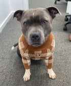 Cotton Dog Jumper