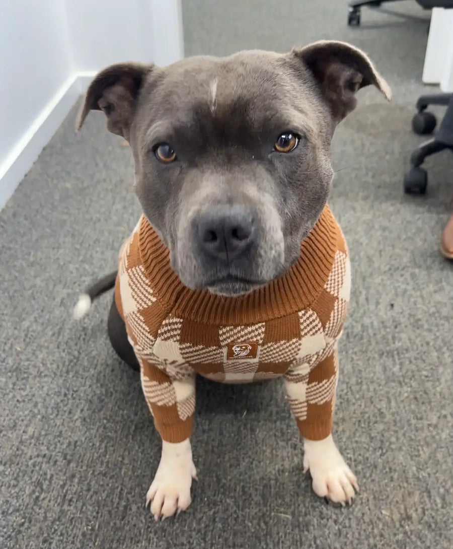 Cotton Dog Jumper