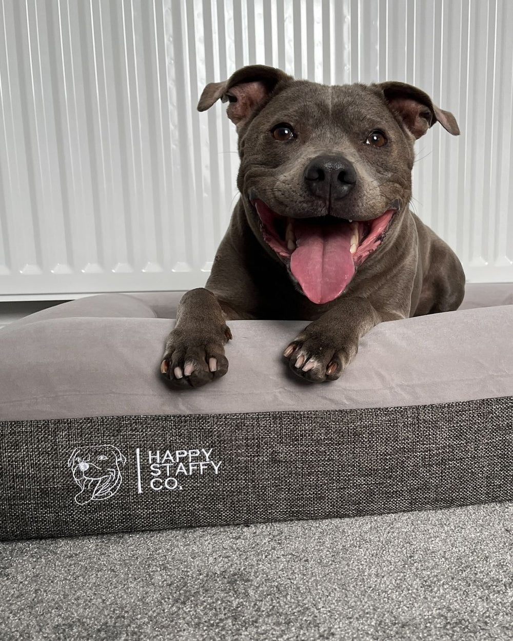 A Staffy resting on a Happy Staffy bed