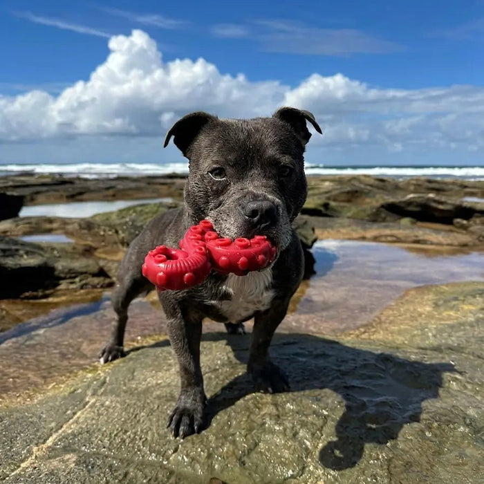 @tommybluestaff with a Chewzilla Deep Sea Mission toy at the beach 