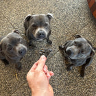 three dogs sitting and waiting for dog treats from Tommy’s Ultimate Bundle