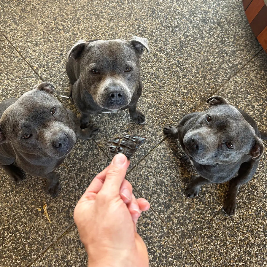 three dogs sitting and waiting for dog treats from Tommy’s Ultimate Bundle