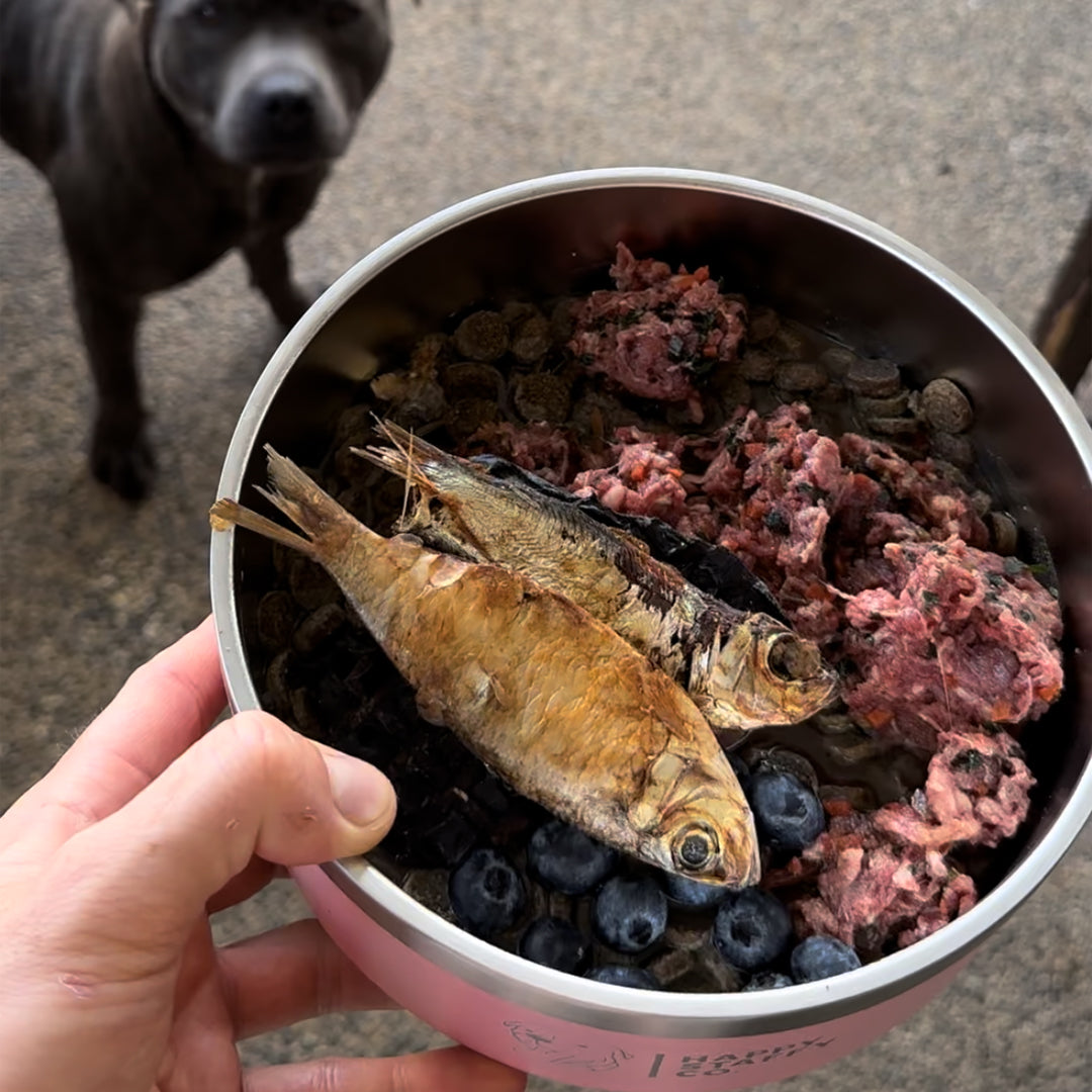 Wild Caught Sardines